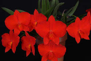 C. coccinea Tokyo Wonder AM 84 pts.